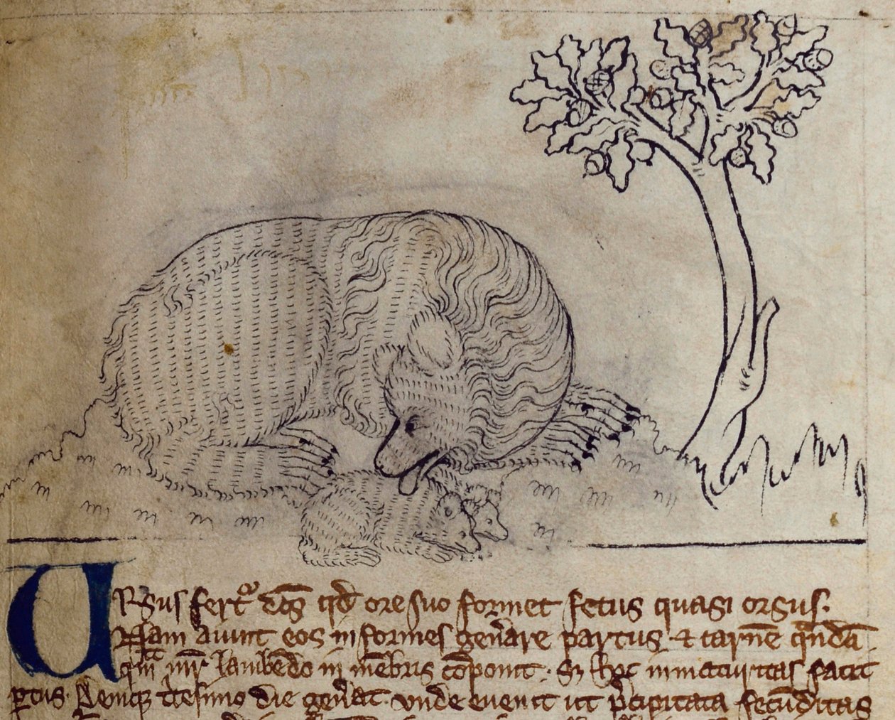 CCA-LitMs/D/10 fol. 3r Bear, från Bestiary av English School
