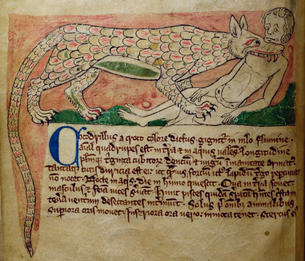 CCA-LitMs/D/10 fol. 3v Crocodile, från Bestiary av English School