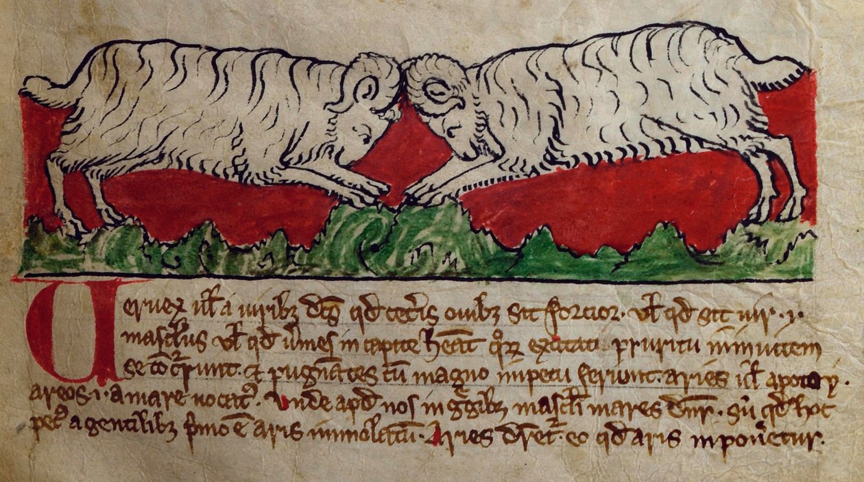 CCA-LitMs/D/10 fol. 8r Wether, från Bestiary av English School