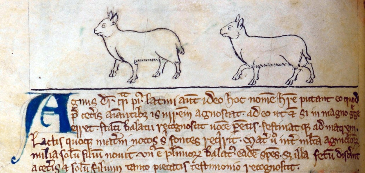 CCA-LitMs/D/10 fol. 8v Lambs, från Bestiary av English School