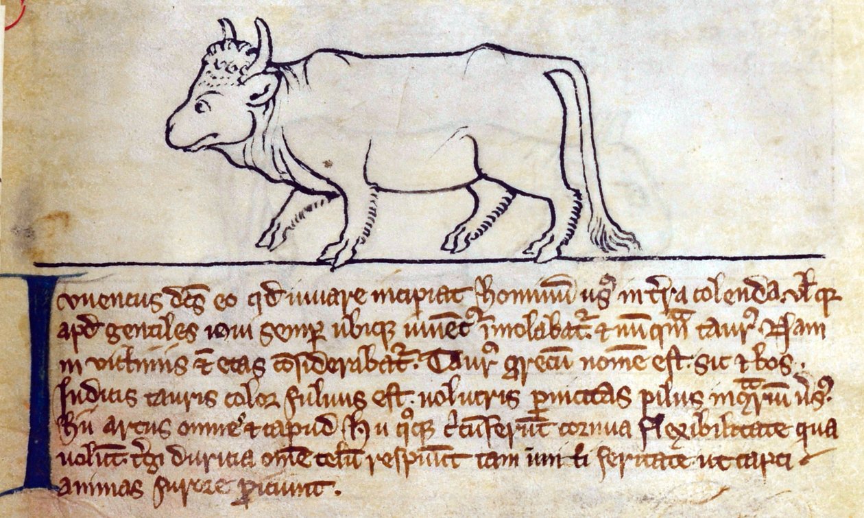 CCA-LitMs/D/10 fol. 9r Bullock, från Bestiary av English School