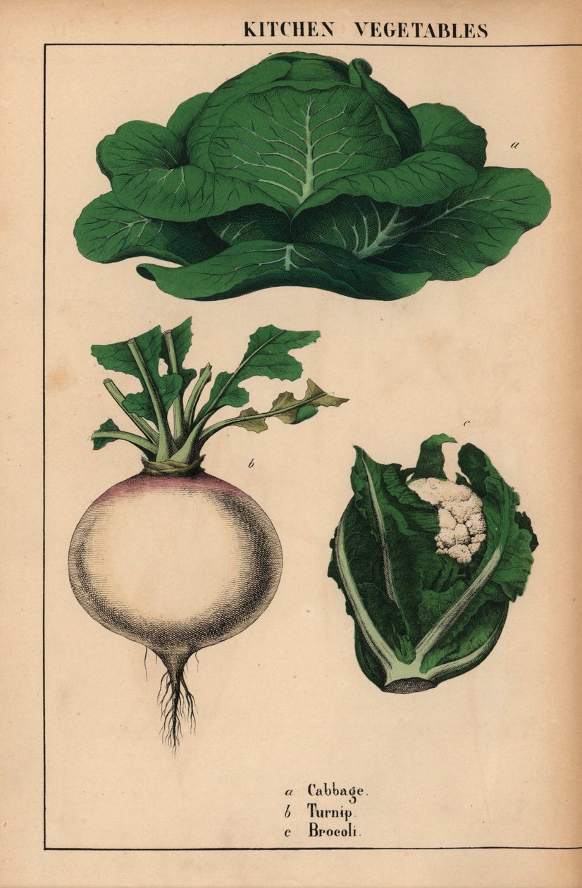 Kål, kålrot och broccoli [broccoli] , från "The Instructive Picture Book, or Lessons from the Vegetable World," [Charlotte Mary Yonge], Edinburgh av English School