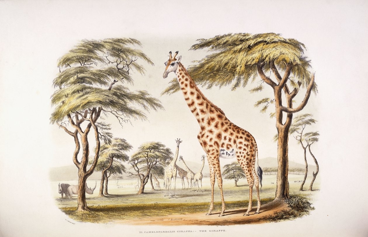 Camelopardalis giraff av English School