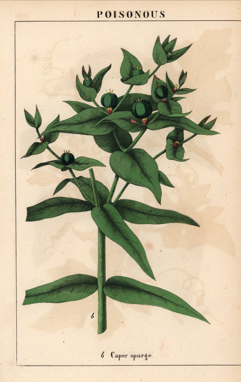 Kaprisspurge med gröna frön, Euphorbia lathyris   , från "The Instructive Picturebook, or Lessons from the Vegetable World," [Charlotte Mary Yonge], Edinburgh av English School