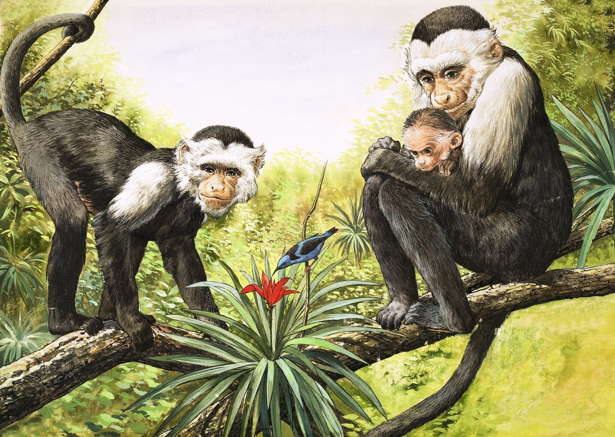 Capuchinapor, illustration från "Nature