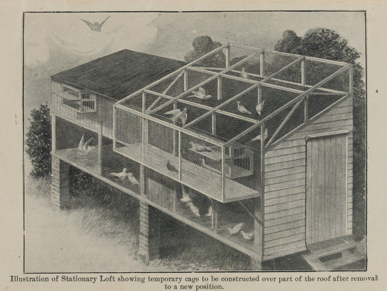 brevduvor i krig, mars 1918 av English School
