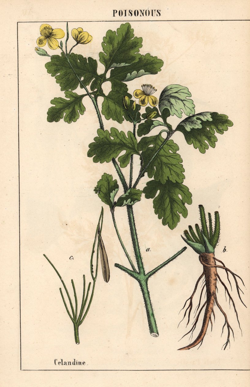 Svalört som visar gula blommor och rötter.   , från "The Instructive Picturebook, or Lessons from the Vegetable World," [Charlotte Mary Yonge], Edinburgh av English School