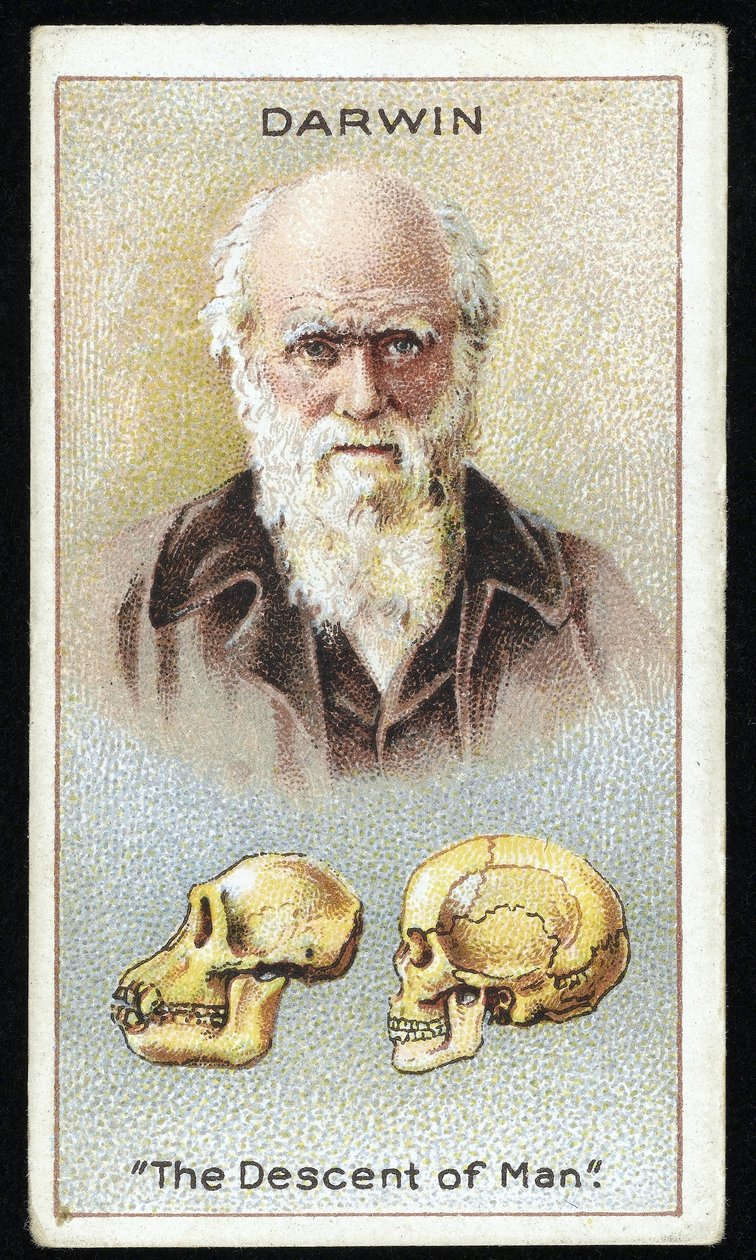 Charles Darwin, "The Descent of Man", pub. 1924 (lito i färg) av English School