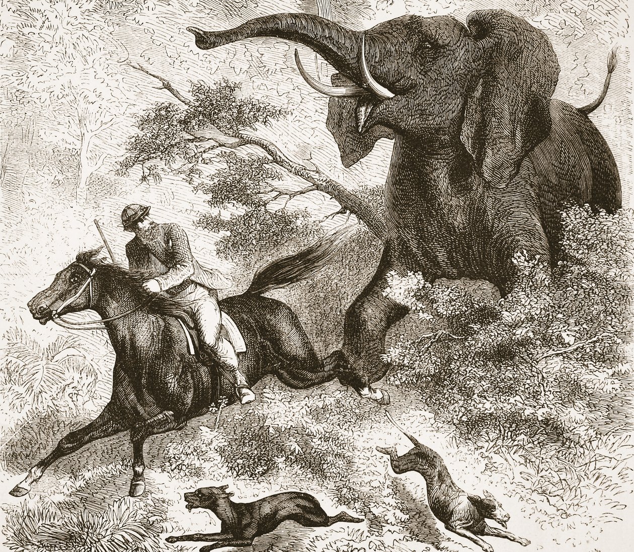 Jagad av en elefant, illustration från The Pictorial Edition av David Livingstones liv och upptäckter av J. Ewing Richie, pub. av A. Fullarton & Co., 1876 av English School