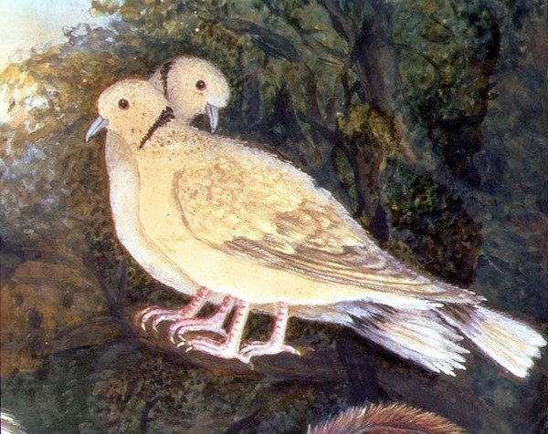 Kyckling och duvor nära en gård, detalj av duvor (akvarell, gouache på papper) (detalj av 93278) av English School