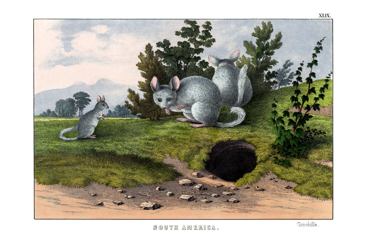 Chinchilla av English School