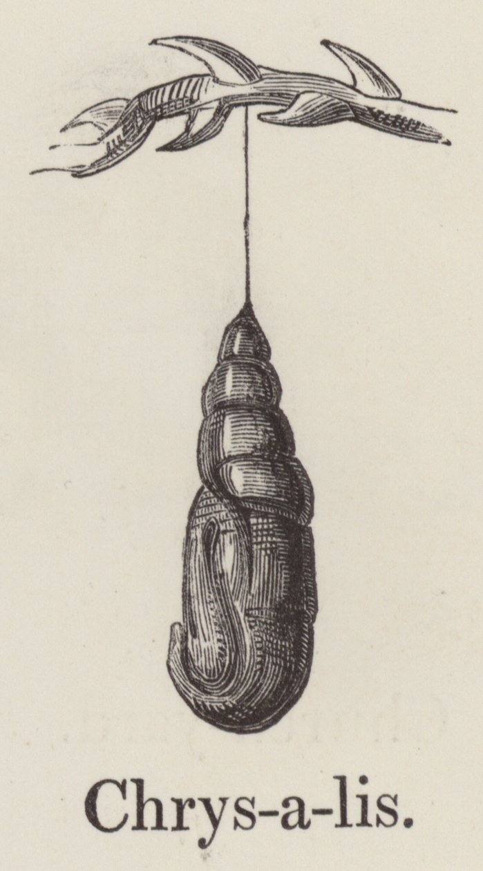 Chrysalis (gravyr) av English School