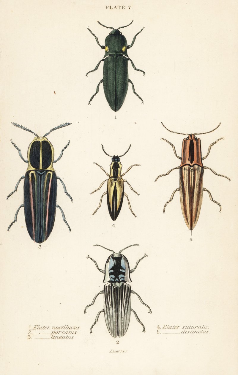 Klickbagge: en elastisk strålkastare, Pyrophorus nightlucus 1, Chalcolepidius porcatus 2, fodrad klickbagge, Agriotes lineatus 3, Elater suturalis 4 och Semiotus distinctus 5 av English School