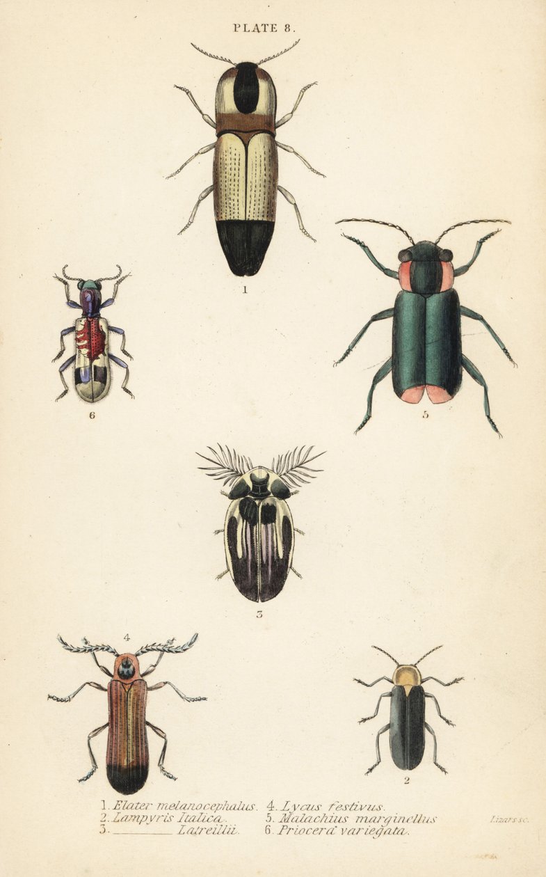Klickbaggar: Melanoxanthus melanocephalus 1, Lucola italica 2, Lampyris latreillii 3, Lycus festivus 4, mjukvingeblommabagge, Clanoptilus marginellus 5 och Priocera variegatus 6 av English School