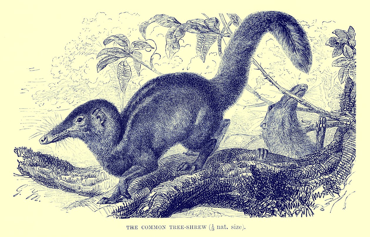 Vanlig trädspetsmus, illustration från "The Royal Natural History" (litografi) av English School