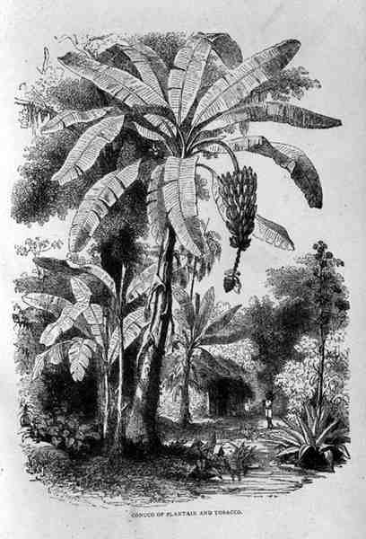 Conuco of Plantain and Tobacco, from Santo Domingo Past and Present av Samuel Hazard, publicerad 1873. av English School