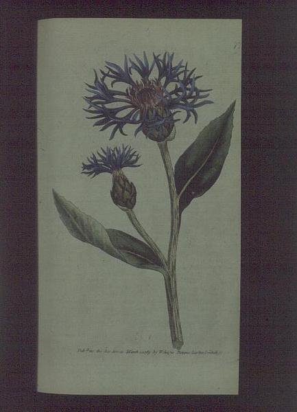 Cornflower (Centaurea montana), tallrik 77 från William Curtis 