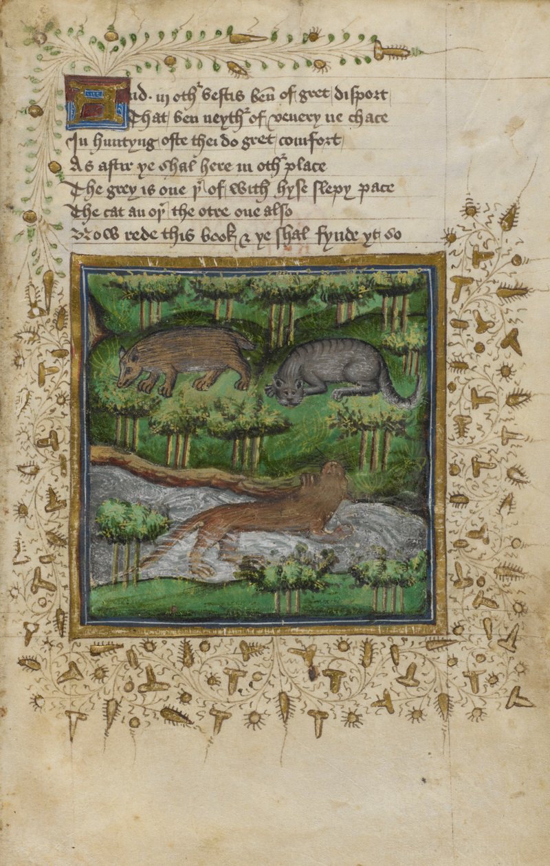 Bomull Vespasianus B. XII, f.4 Illustration av en grävling, vildkatt och utter; med vers, från en 