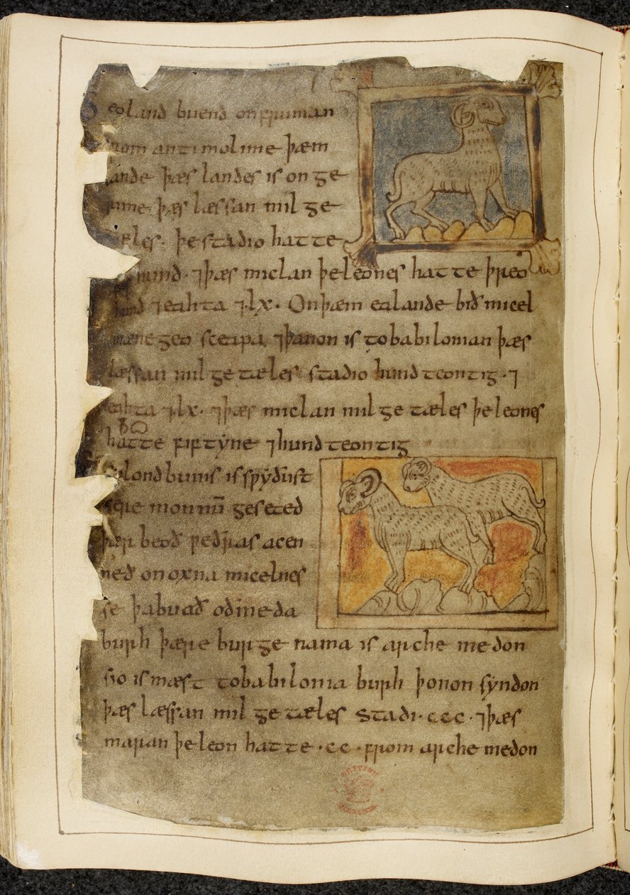 Bomull Vitellius A. XV f.98v, Ett enkelhornigt får, högervänd; två behornade får, vända åt vänster, från Beowulf, från 