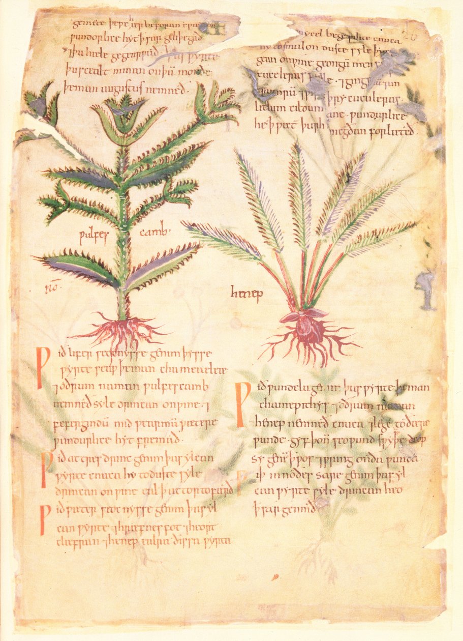 Cotton Vitellius C.III fol.30 Illustrationer av Wulfes Camb och Henep, från 