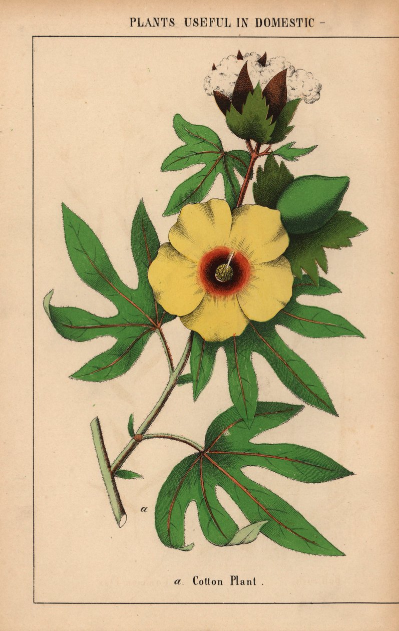 Bomullsväxt, med gul blomma och vit bomullsboll.  , från "The Instructive Picturebook, or Lessons from the Vegetable World," [Charlotte Mary Yonge], Edinburgh av English School