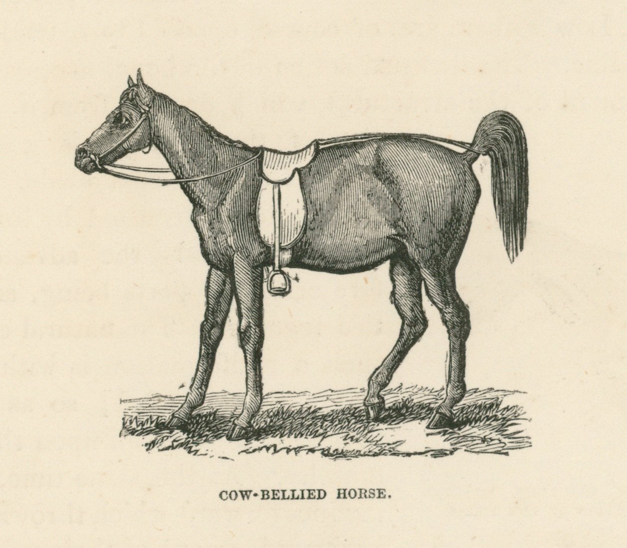 Cow-Bellied Horse (gravyr) av English School