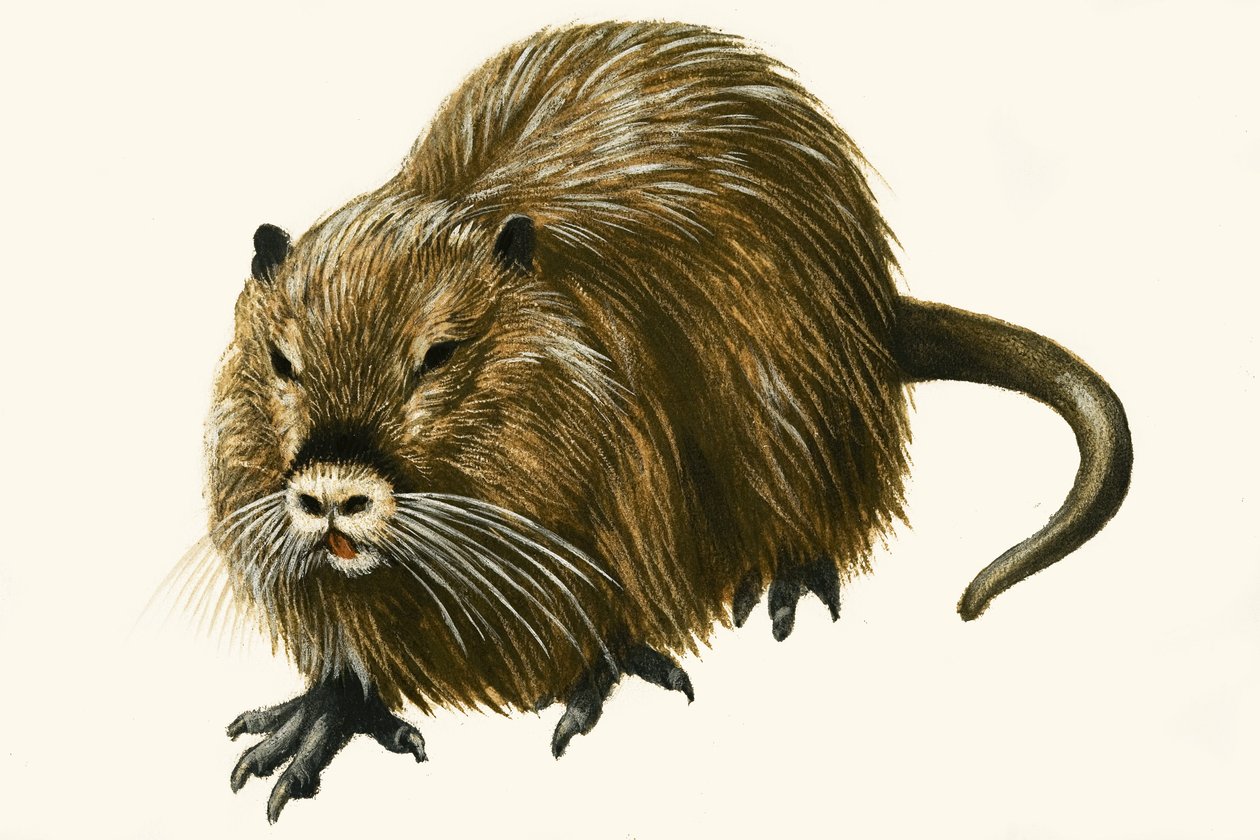 Coypu av English School