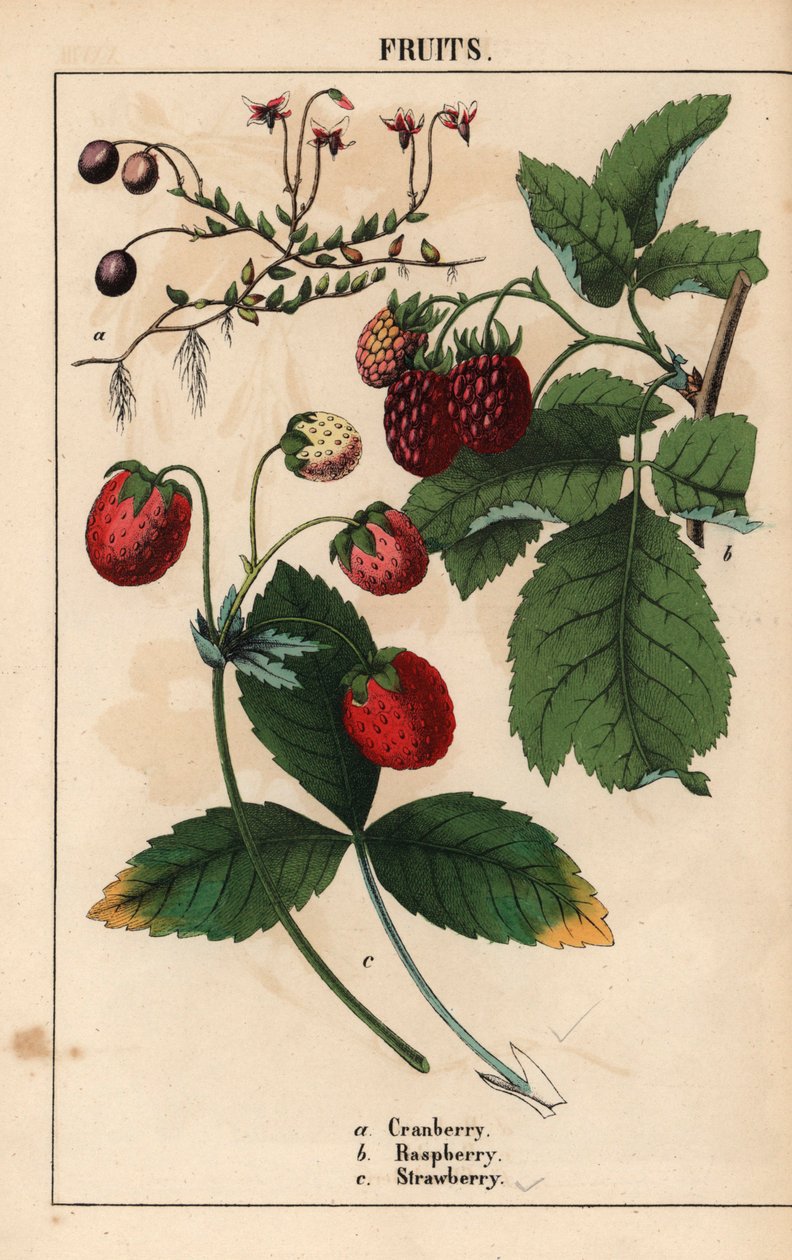Tranbärs-, hallon- och jordgubbsfrukter.   , från "The Instructive Picturebook, or Lessons from the Vegetable World," [Charlotte Mary Yonge], Edinburgh av English School
