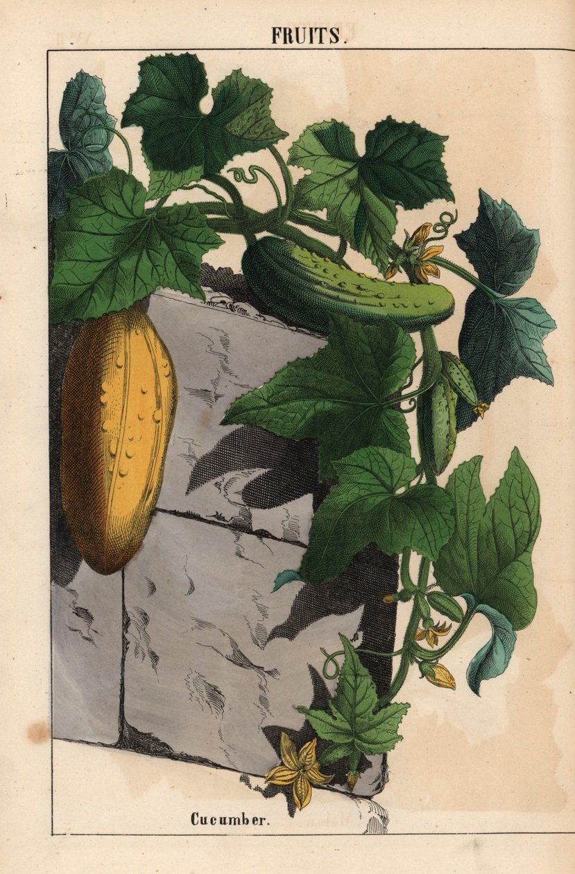 Gurkväxt med gul omogen och mogen grön gurkfrukt Cucumis sativus   , från "The Instructive Picturebook, or Lessons from the Vegetable World," [Charlotte Mary Yonge], Edinburgh av English School