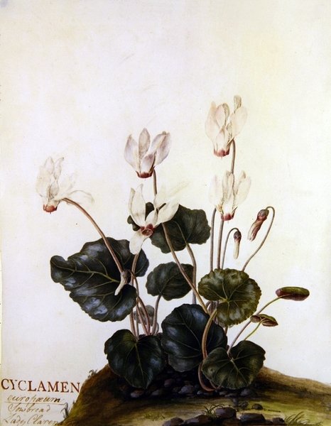 Cyclamen European Sowbred Lady Clarendon (akvarell på veläng) av English School