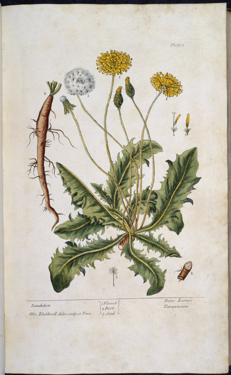 Maskros, från "A Curious Herbal..." av Elizabeth Blackwell av English School