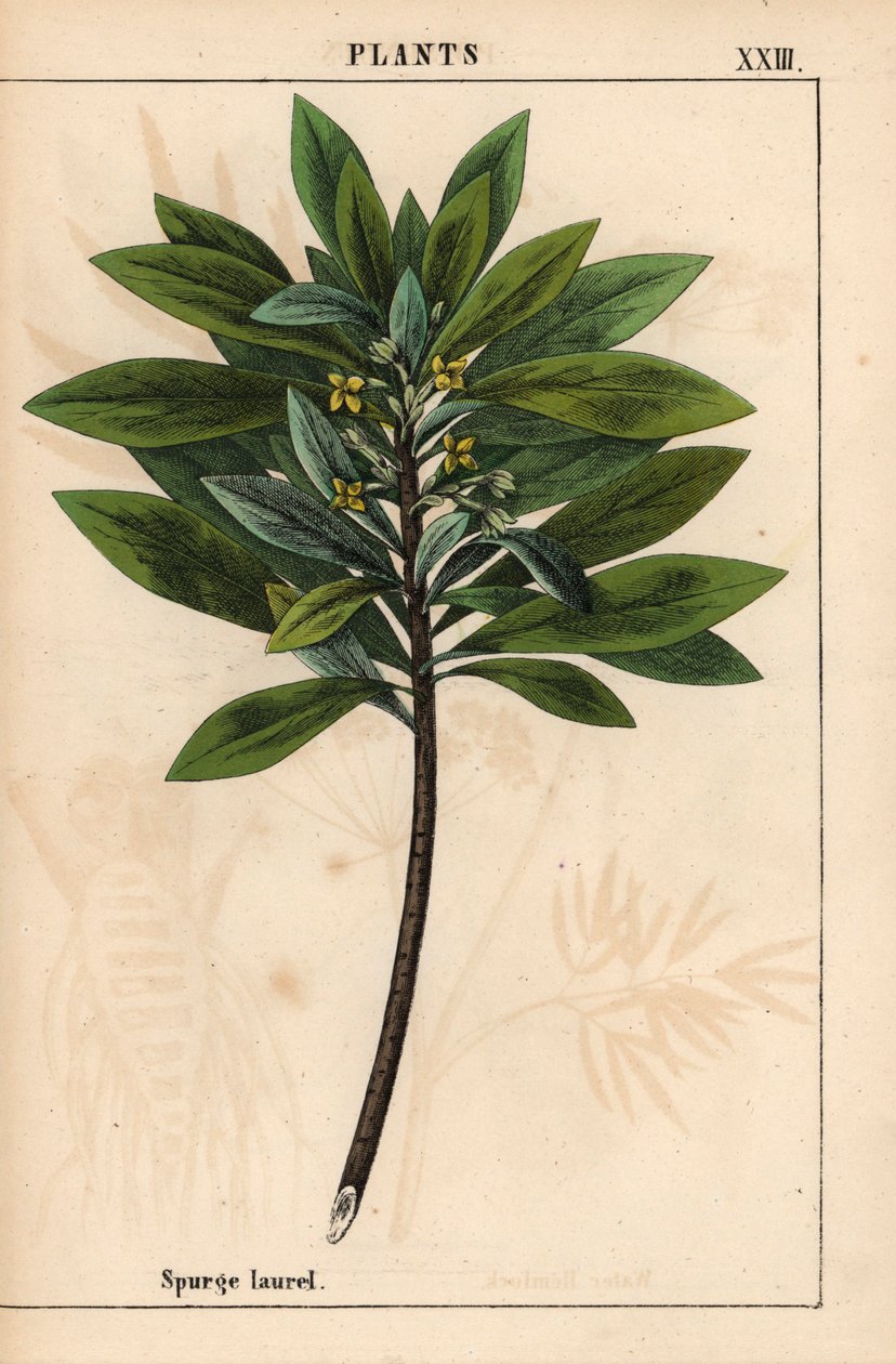 Daphne laureola eller Spurge-laurel   , från "The Instructive Picturebook, or Lessons from the Vegetable World," [Charlotte Mary Yonge], Edinburgh av English School