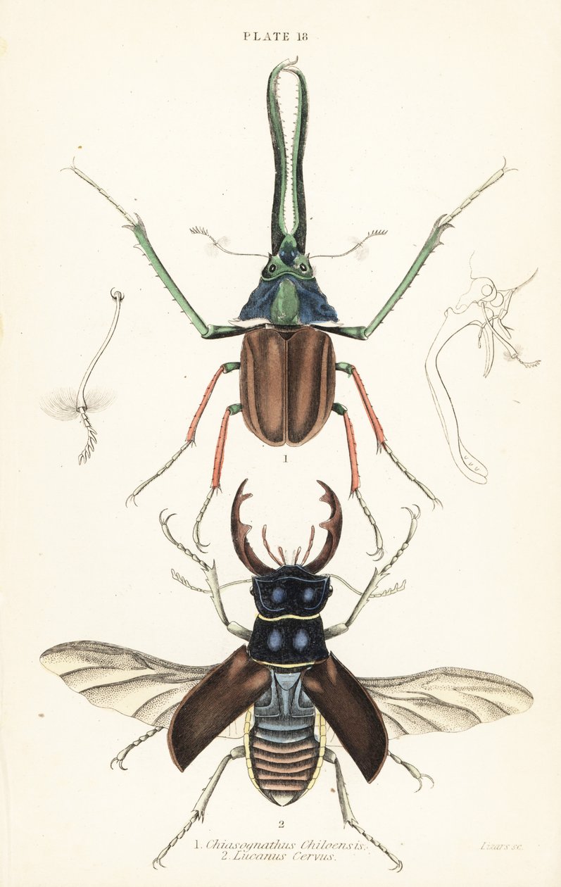 Darwins skalbagge, Grants hjortbagge eller den chilenska hjortbaggen, Chiasognathus grantii 1, och den europeiska hjortbaggen, Lucanus cervus av English School