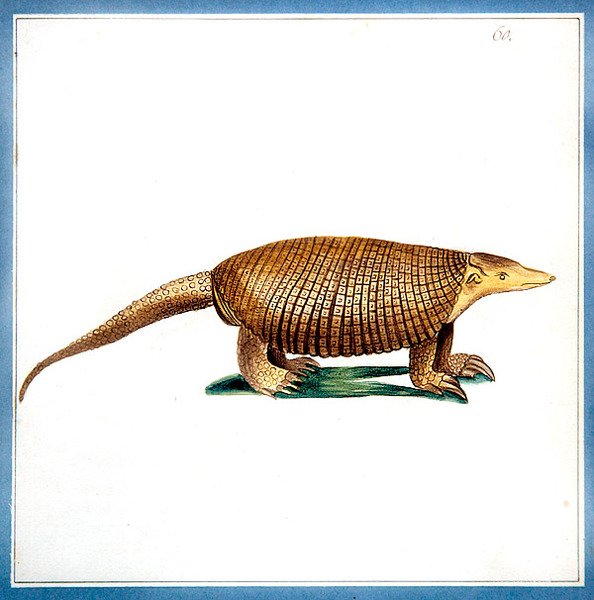 Dasypus bältdjur, ca 1810 (akvarell på papper) av English School