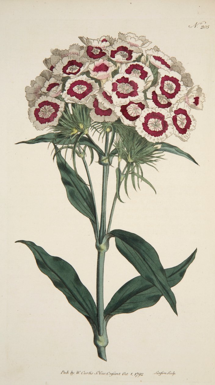 Dianthus Barbatus Skäggrosa, pub. 1792 handfärgad gravyr. av English School