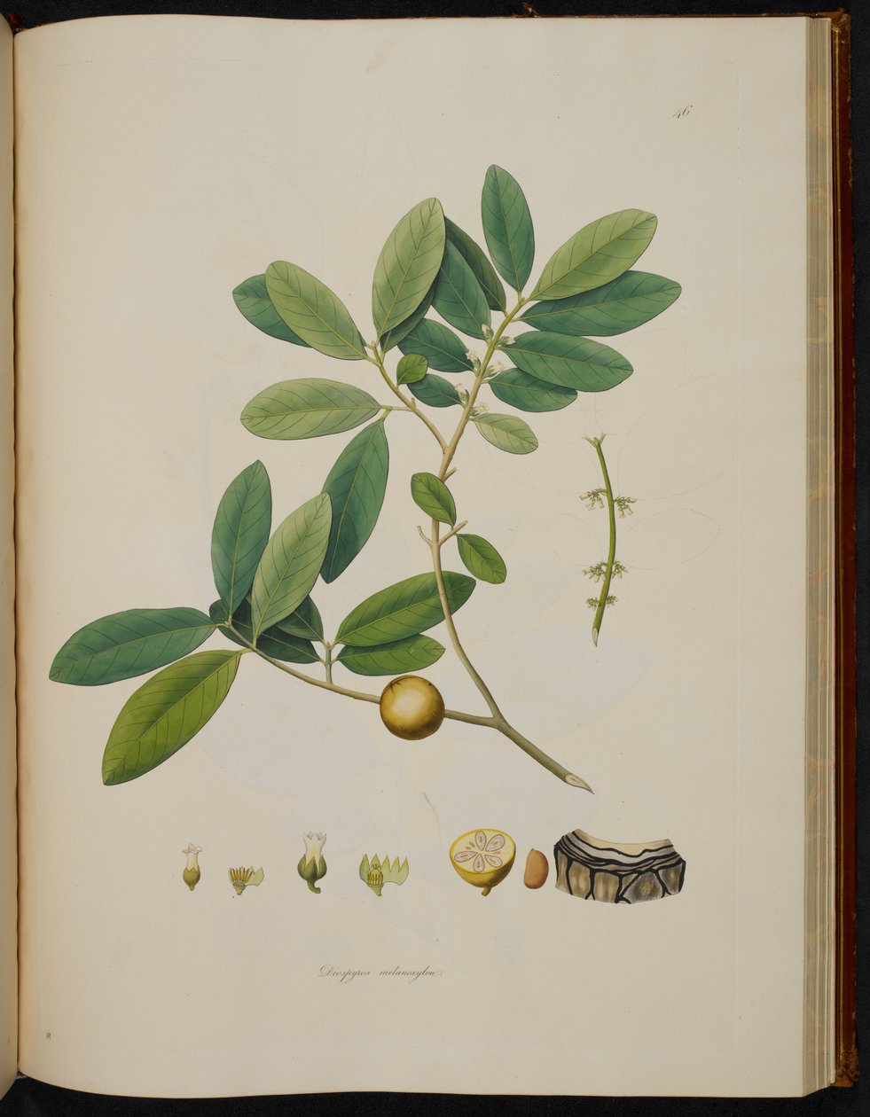 Diospyros melanoxylon, från 