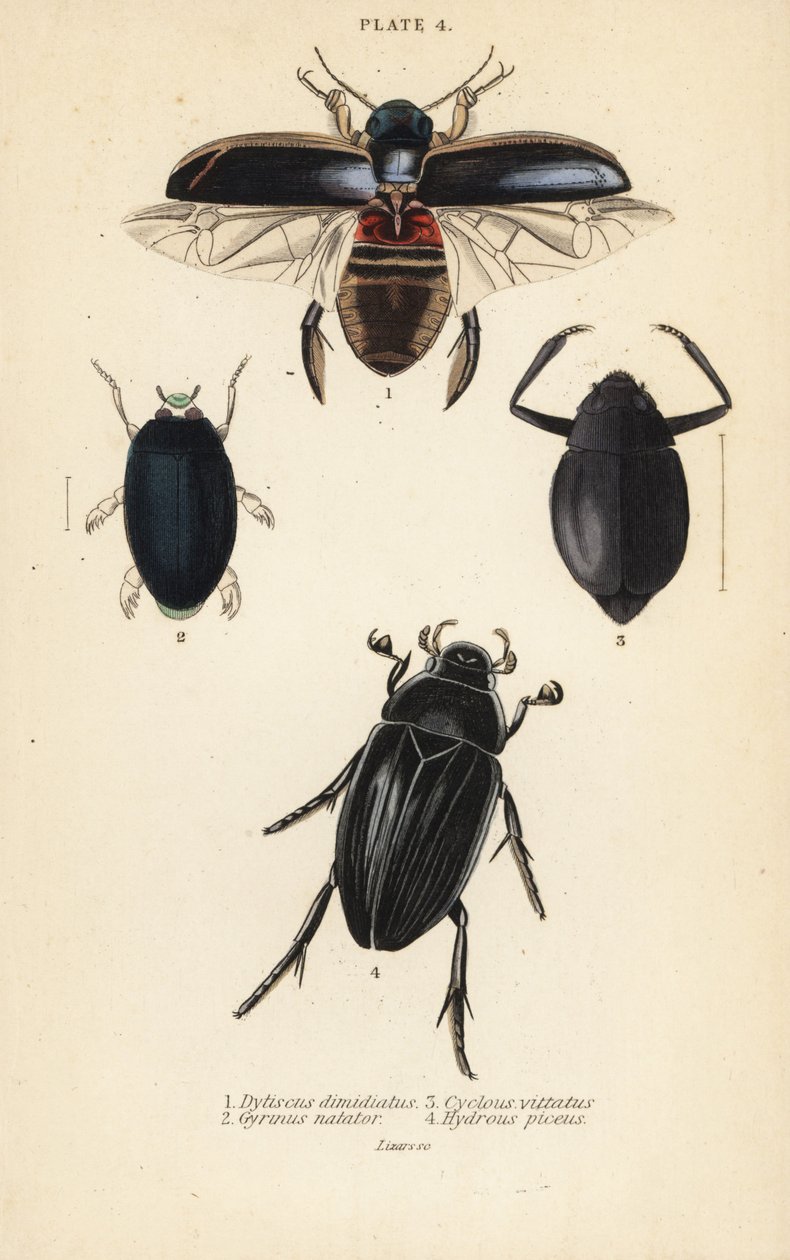 Dykbagge, Dytiscus dimidiatus 1, vanlig virvelbagge, Gyrinus natator 2, Cyclous vittatus 3 och stor silvervattenbagge, Hydrophilus piceus 4 av English School