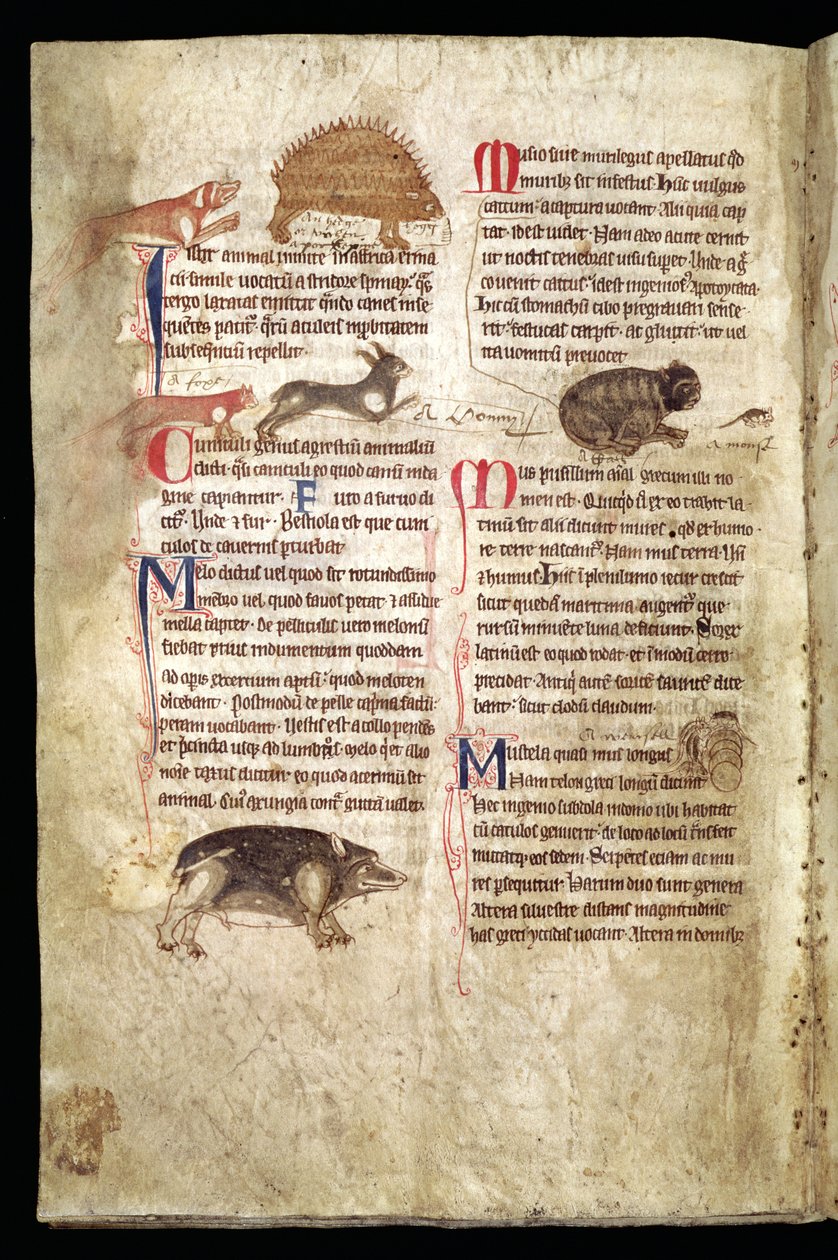 Hund som jagar ett piggsvin, räv som jagar en kanin, katt som jagar en mus etc., engelsk bestiarium, tidigt 1200-tal (pergament) av English School