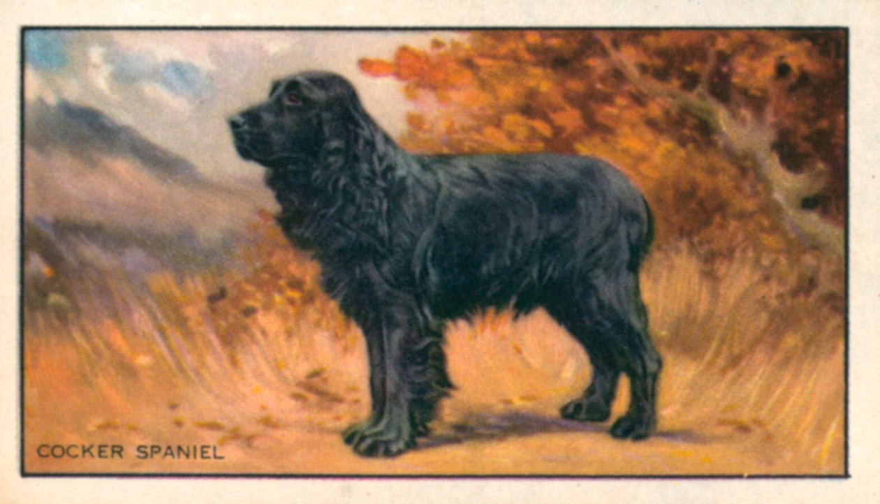 Hundar: Cocker Spaniel (färglitografi) av English School
