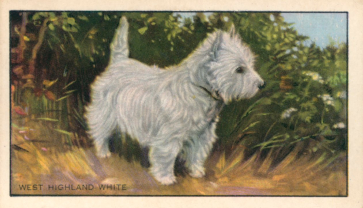 Hundar: West Highland White (färglitografi) av English School