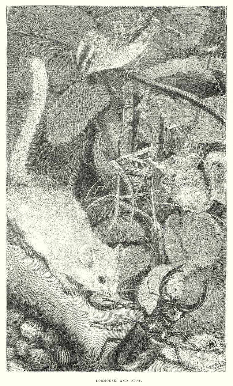 Dormouse (gravyr) av English School