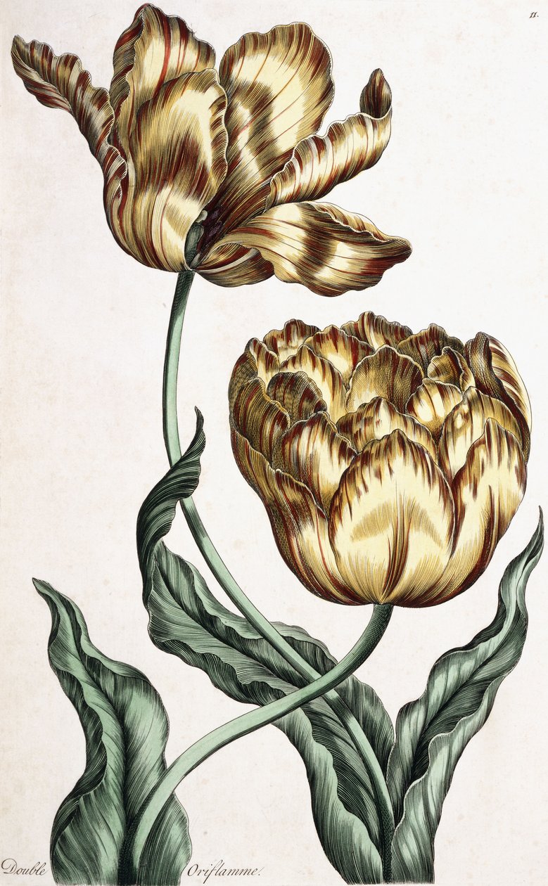Dubbel banderoll, 1759 av English School