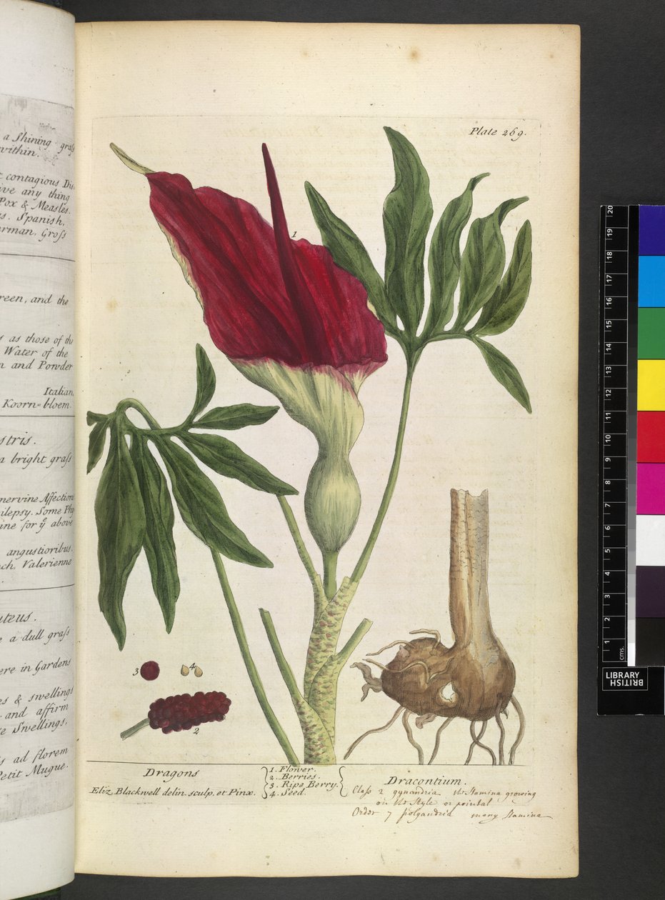 Dracontium, från "A Curious Herbal..." av Elizabeth Blackwell av English School