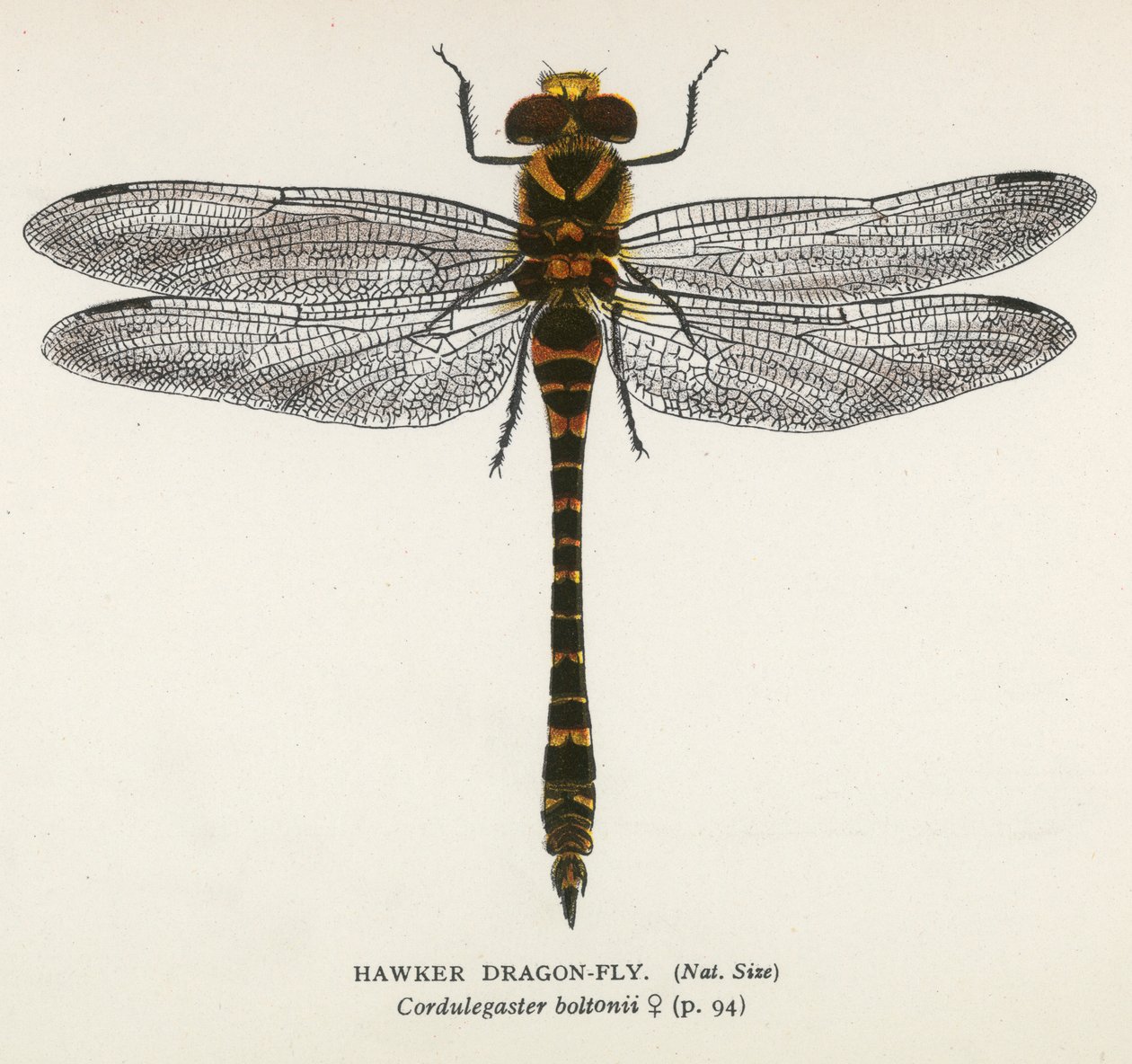 Trollsländor: Hawker Dragon-Fly (färglitografi) av English School