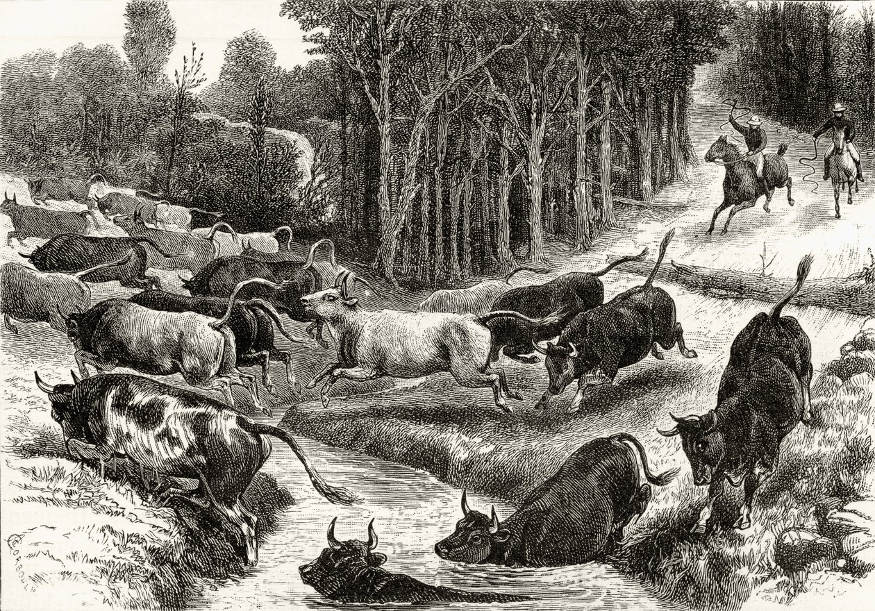 Driving Cattle in Australia, c.1880, från 