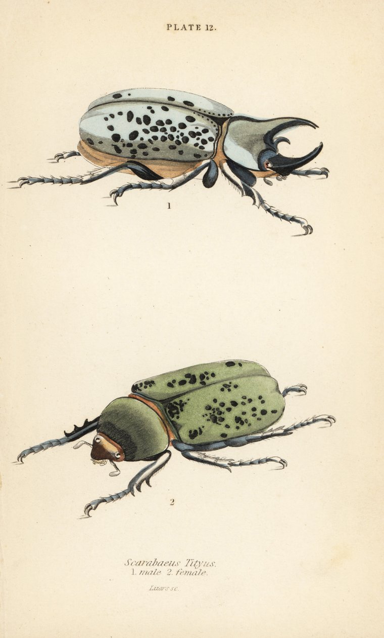 Östra Hercules skalbagge, Dynastes tityus, hane 1, hona 2 av English School