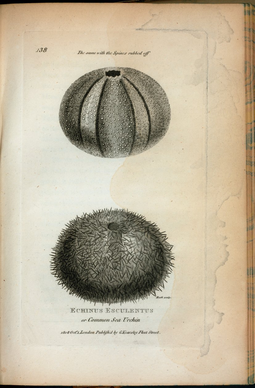 Echinus Esculentus eller vanlig sjöborre; Samma sak med Spines gnidade av, från "Zoologiska föreläsningar hölls vid den kungliga institutionen åren 1806 och 1807" av George Shaw av English School