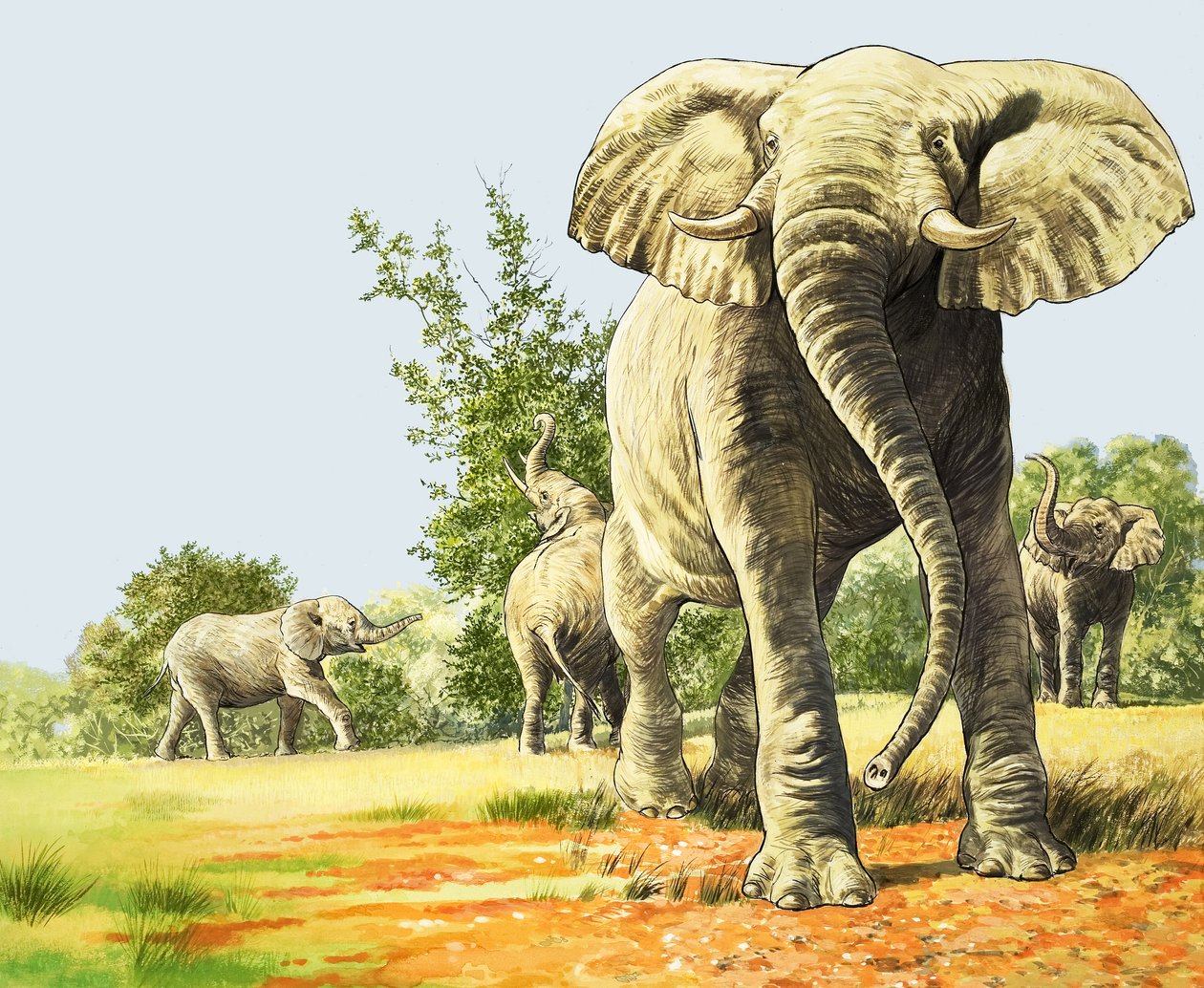 Elefanter i Afrika, illustration från "Nature