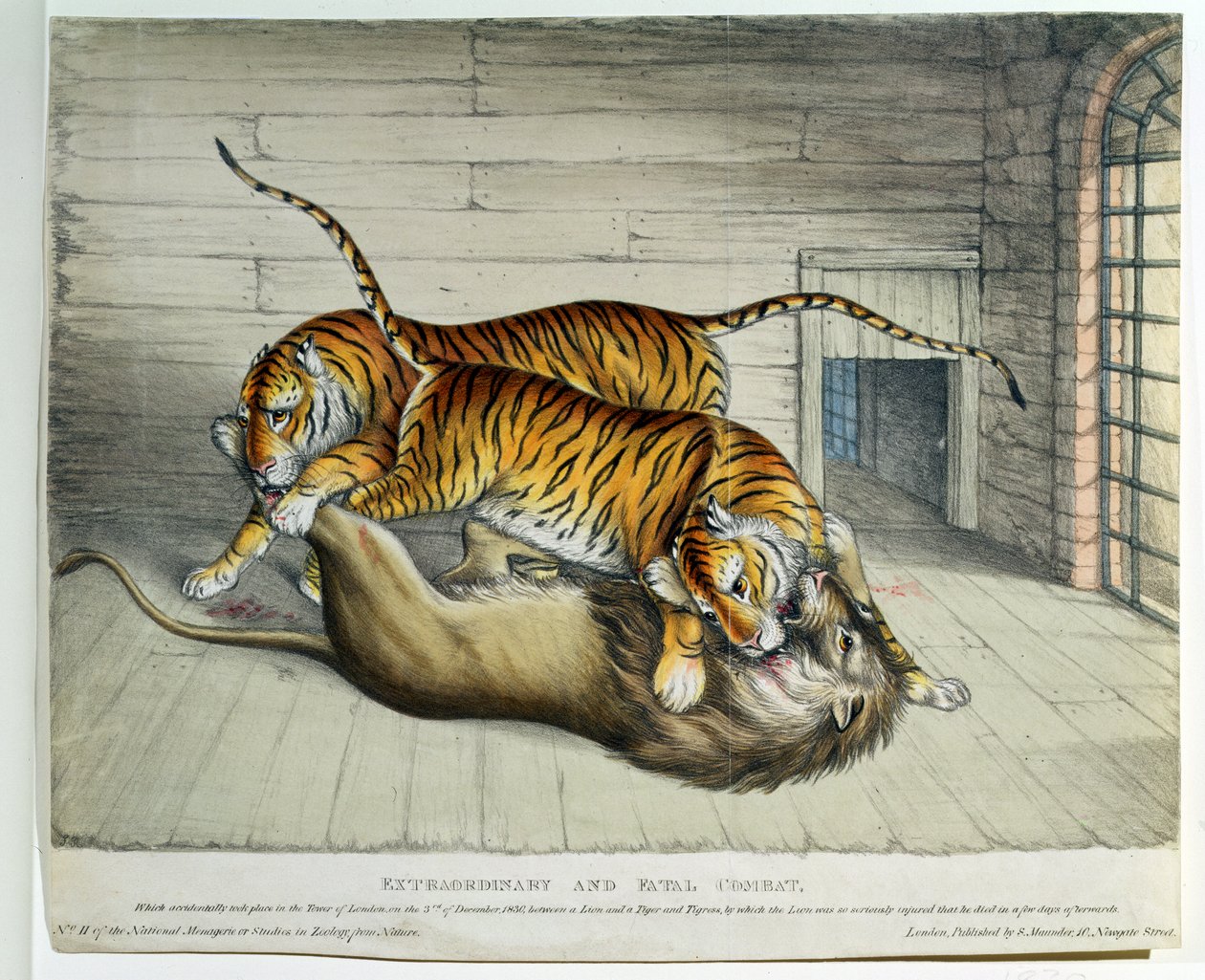 Extraordinär och dödlig strid, 1830 (färgad litho) av English School