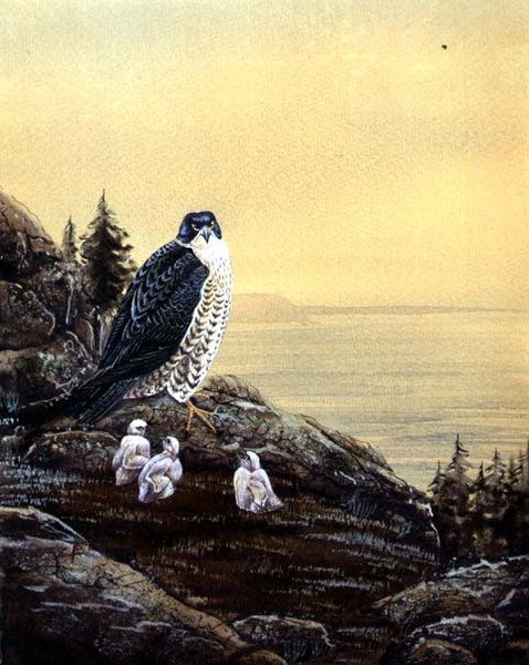Falcon with its Chicks, c.1890 (akvarell på papper) av English School